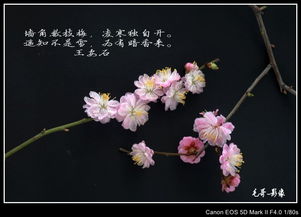 詩(shī)句,梅花