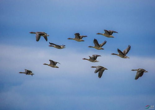 大雁,詩(shī)句,兒童