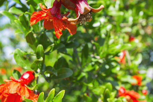 石榴,詩(shī)句,贊美