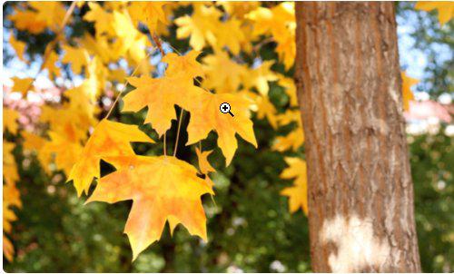 關于秋天的詩句6