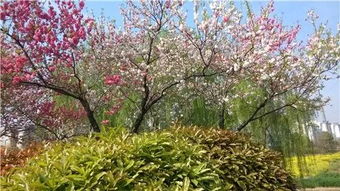 描寫夏天的詩句古詩名句,描寫夏天夜晚的詩句古詩,描寫夏天蟬的詩句古詩