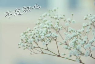 初心,詩(shī)句,動(dòng)機(jī)