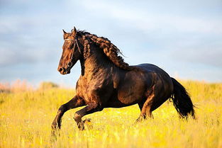 關(guān)于馬的花的詩句有哪些