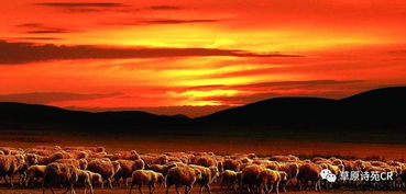 古詩(shī),詩(shī)句,描寫,草原