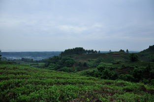 關(guān)于尋找源頭的詩句