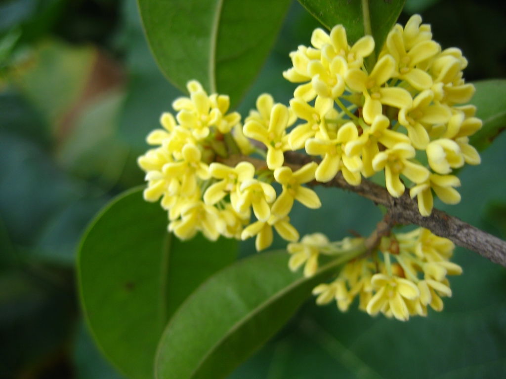 關(guān)于桂花的詩(shī)詩(shī)句有哪些