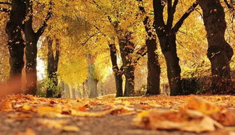 初秋豐收的詩(shī)句古詩(shī)詞