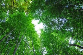 關(guān)于樹木挺拔的詩句