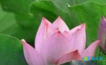 小學荷花詩句古詩大全