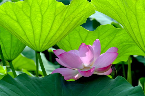 詩(shī)句,楊萬(wàn)里