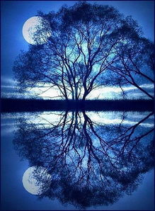 關(guān)于明月的詩句古詩詞所有