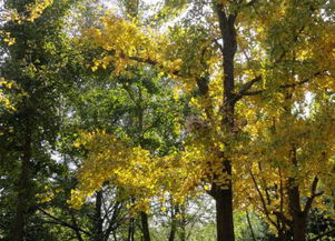 關(guān)于銀杏的三句古詩句