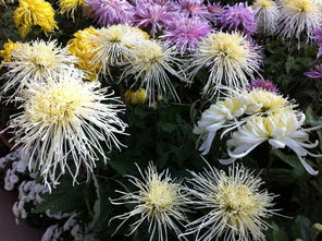 關于秋季菊花的詩句