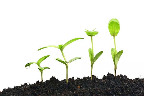 關(guān)于植物完全生長的詩句有哪些