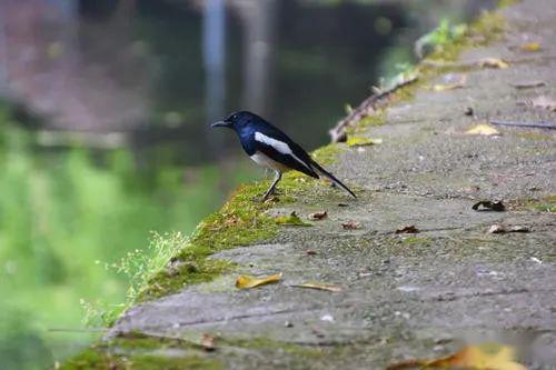 關(guān)于鳥兒叫的詩句