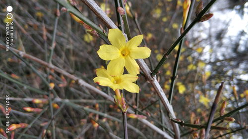 詩句,描寫,桃花