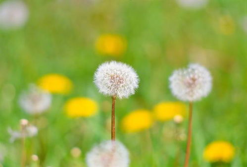 關(guān)于春天的詩句作者朝代