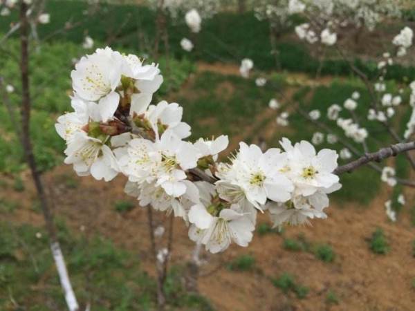 贊美桃花花的詩(shī)句古詩(shī)