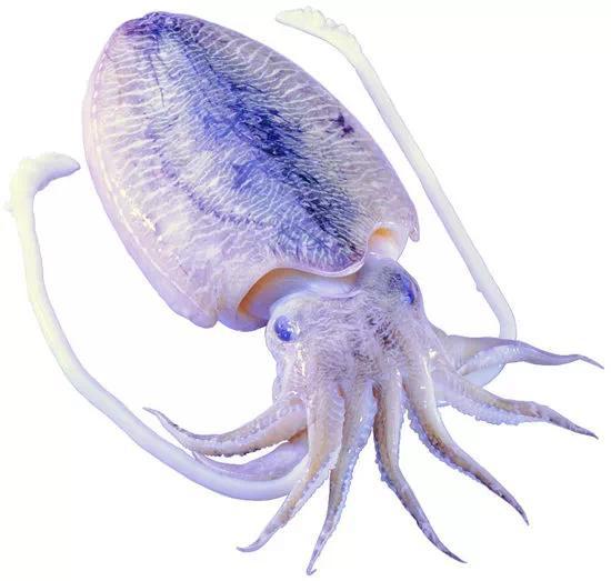 關(guān)于烏賊的詩(shī)句