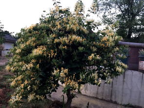 描寫(xiě)金銀花的詩(shī)句古詩(shī)