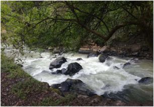 關(guān)于原始森林的詩(shī)句古詩(shī)