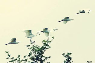 關(guān)于黃鸝和白鷺的詩(shī)句