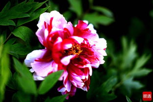 關(guān)于雍容華貴的詩句