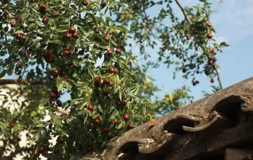 關(guān)于古老棗樹的詩句