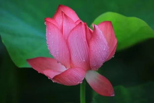 描寫藕花的古詩句