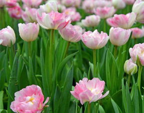 關(guān)于花心情的詩句