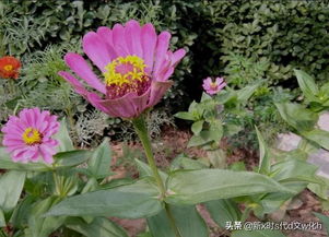 日本,野花,詩句