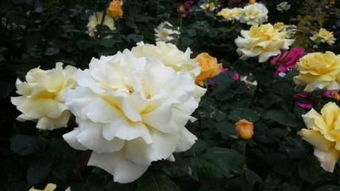 關(guān)于白玫瑰的詩句