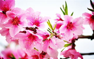 關于山和桃花的詩句