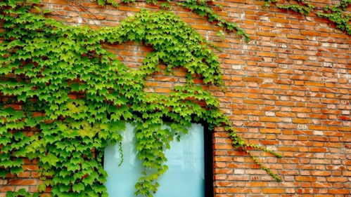 關(guān)于爬山虎的詩句