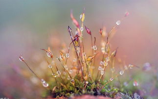 關(guān)于養(yǎng)花心情愉悅詩句