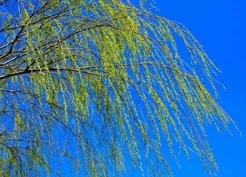 有關(guān)春天柳樹的詩句古詩句