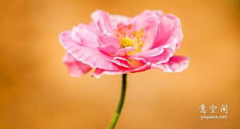 詩句,過客,情感