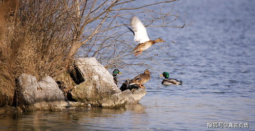 關(guān)于春鳥的詩句