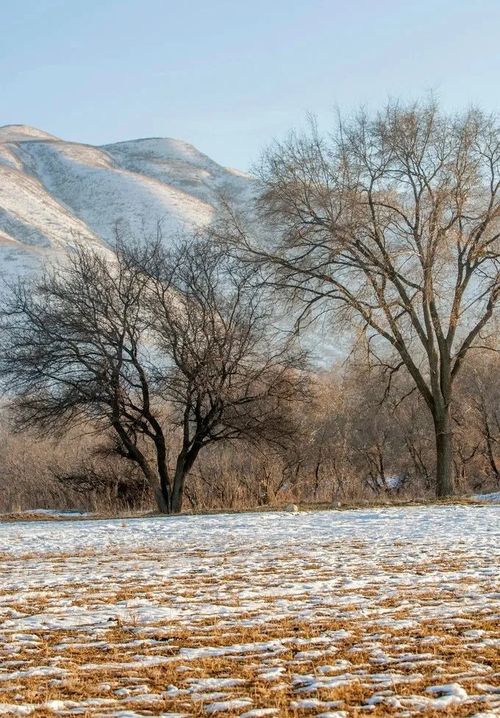 描寫雪后思鄉(xiāng)的詩句古詩