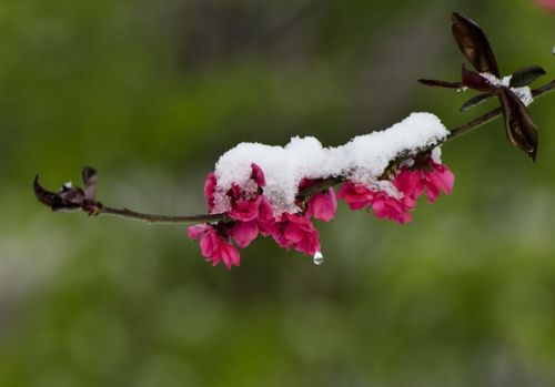 關(guān)于二月春雪的詩句