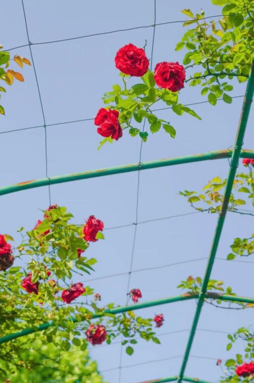 古詩詞,詩句,初中