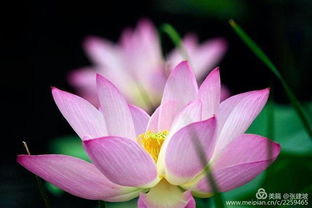 關(guān)于夏天植物的詩(shī)句古詩(shī)