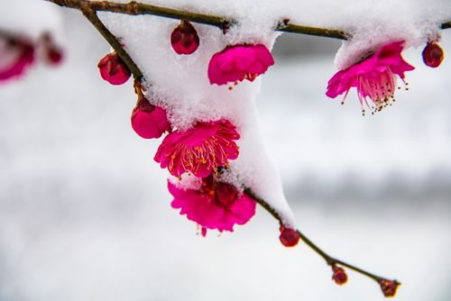 心情大好的古詩句