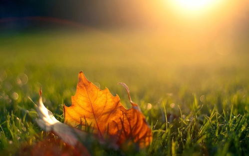 關(guān)于秋天有葉字的詩句