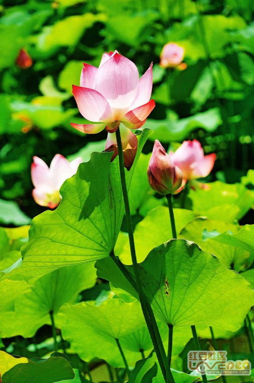 關(guān)于荷花的詩(shī)句六月