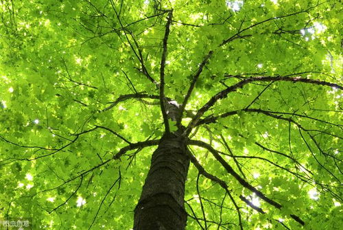 關(guān)于寫春日鳥鳴的詩句