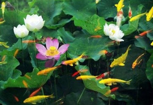 荷塘,詩句,姑娘