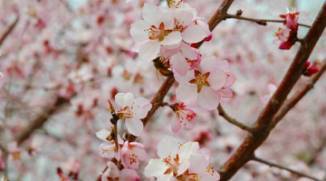 關(guān)于春天落櫻的詩(shī)句