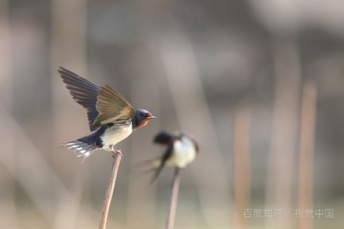 關(guān)于燕子夏天的詩句古詩