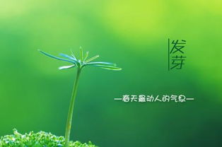 描寫春天河邊柳樹的詩句,描寫春天河邊柳樹的詩句有哪些,描寫春天柳樹燕子的詩句